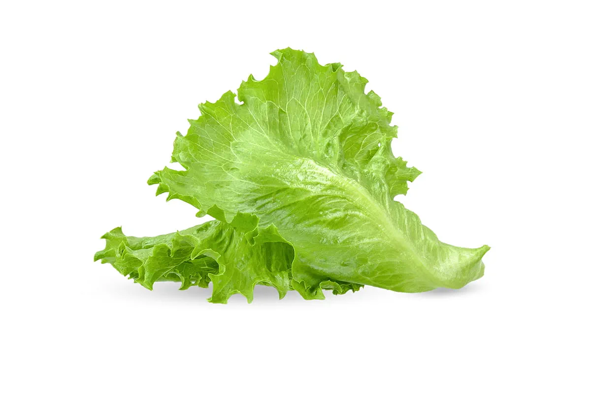 Lettuce Wrap